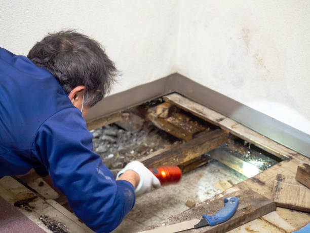 Best Commercial Mold Removal  in Williamstown, KY