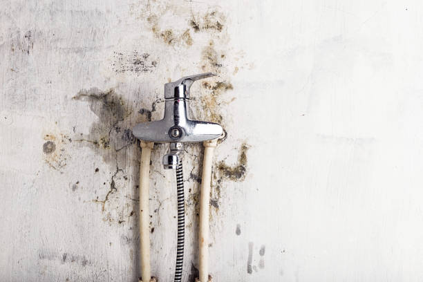 Best Same-Day Mold Removal  in Williamstown, KY