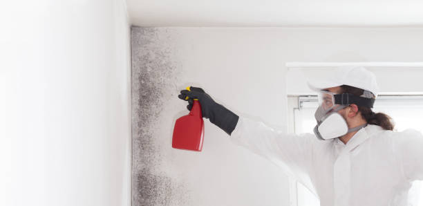 Best Fast Mold Removal  in Williamstown, KY