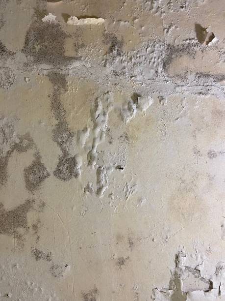 Best Attic Mold Removal  in Williamstown, KY