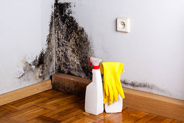 Best Local Mold Removal Service  in Williamstown, KY