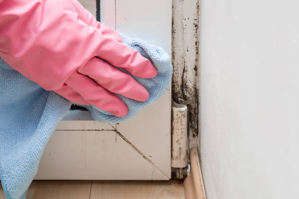 Best Office Mold Removal Services  in Williamstown, KY