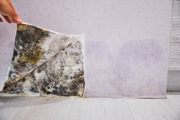 Best Mold Removal Specialists  in Williamstown, KY